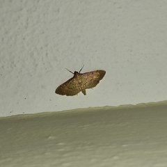 Herpetogramma bipunctalis