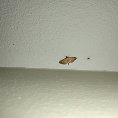 Herpetogramma bipunctalis