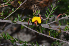 Bossiaea cinerea