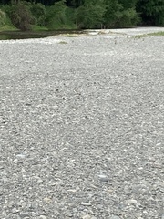 Charadrius bicinctus