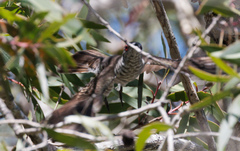Chrysococcyx minutillus