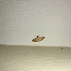 Herpetogramma bipunctalis