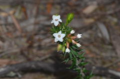 Epacris