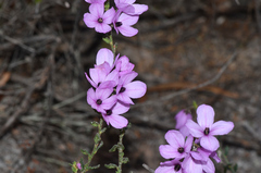 Tetratheca labillardierei