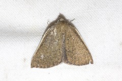 Authaemon stenonipha