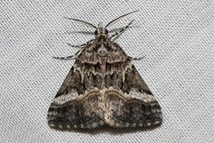 Dichromodes emplecta