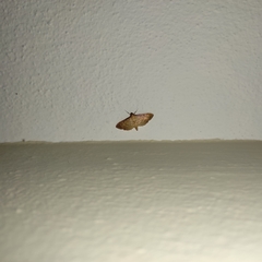 Herpetogramma bipunctalis