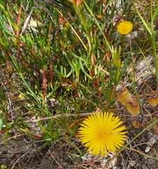 Lampranthus bicolor