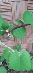 Aristolochia ringens