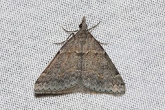 Dichromodes indicataria