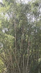 Bambusa stenostachya