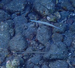 Fistularia commersonii