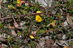 Pultenaea pedunculata