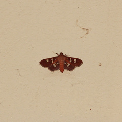 Phostria temira