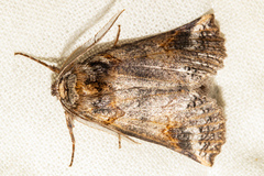 Declana junctilinea