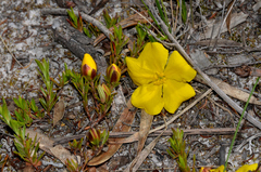 Hibbertia procumbens
