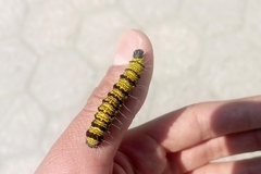 Alypiodes bimaculata