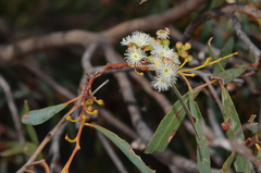 Eucalyptus amygdalina