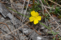 Hibbertia acicularis