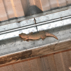 Thecadactylus rapicauda