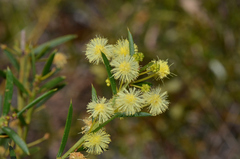 Acacia genistifolia