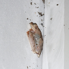 Boana platanera