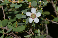 Leptospermum laevigatum