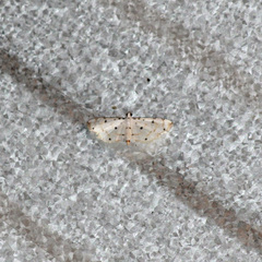 Pycnarmon