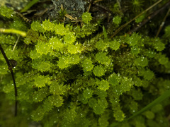 Ptychomnion aciculare