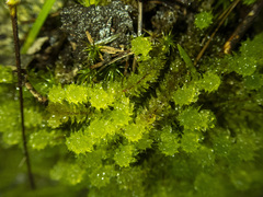 Ptychomnion aciculare