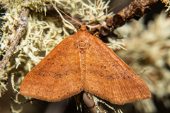 Epicyme rubropunctaria