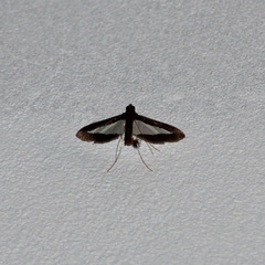 Diaphania