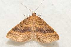 Epicyme rubropunctaria