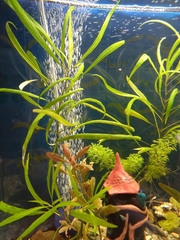 Hygrophila angustifolia