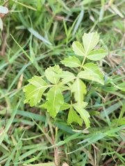 Azadirachta indica