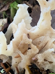 Clavulina coralloides
