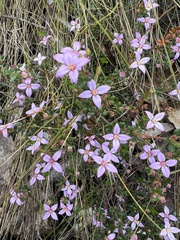 Boronia edwardsii