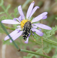 Acmaeodera rubronotata