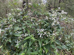 Clematis aristata