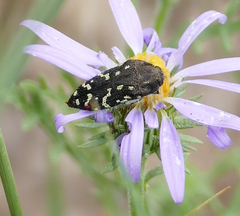 Acmaeodera rubronotata