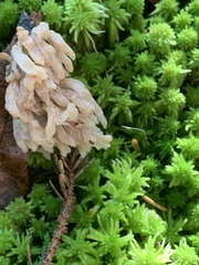 Clavulina coralloides