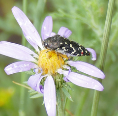 Acmaeodera rubronotata
