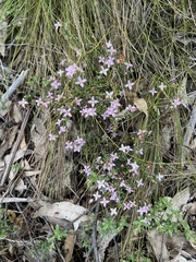 Boronia edwardsii