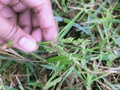 Echinochloa colona
