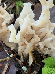Clavulina coralloides