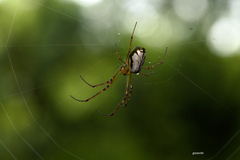 Leucauge