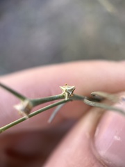 Stillingia linearifolia