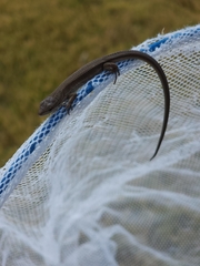 Takydromus wolteri