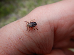 Dermacentor albipictus