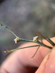 Stillingia linearifolia